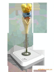 义乌市华成玩具生物教学器材系列 赋能新时代教育实践